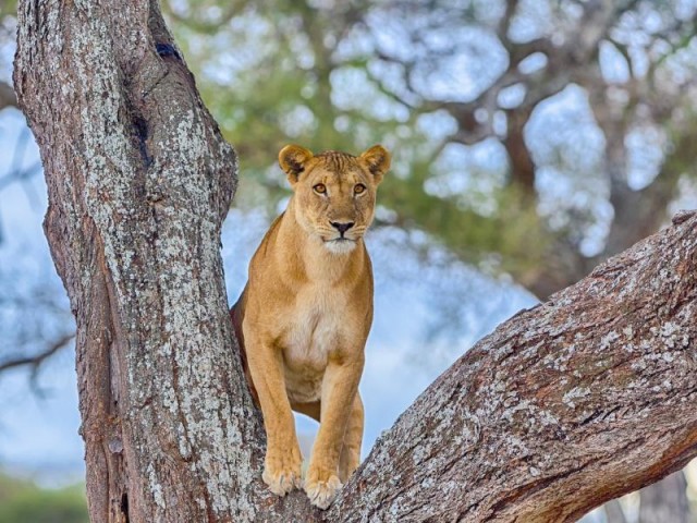 Safari 7 Days Tarangire National…