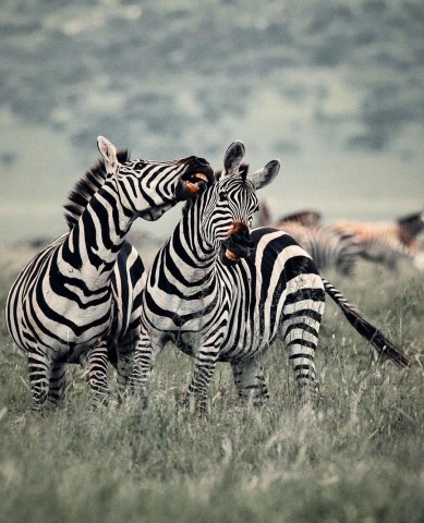 5 Days Tanzania Safari…