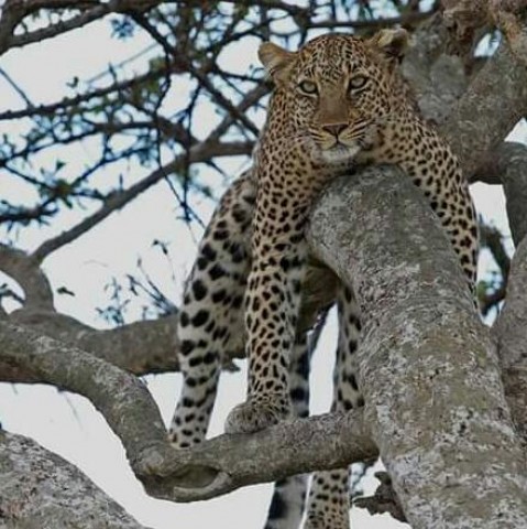 Safaris 4 Days Tarangire,…