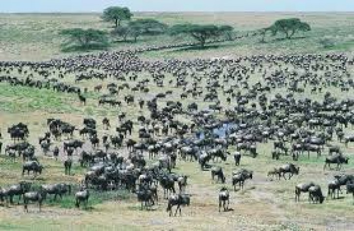 Masai Mara Amboseli…