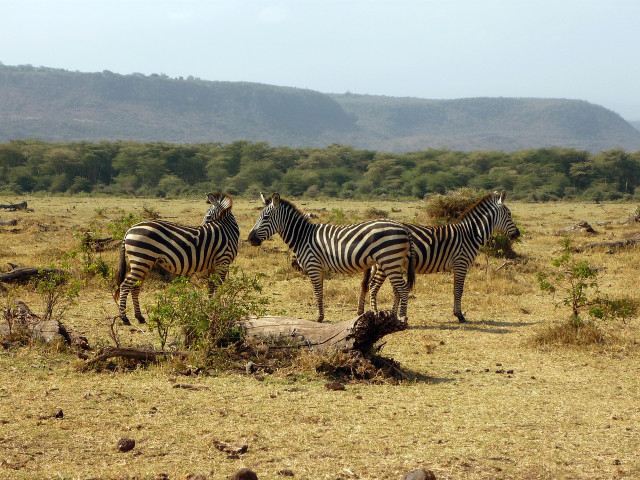Tarangire, Serengeti…