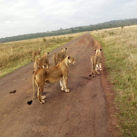 12 Days Uganda Safari,…