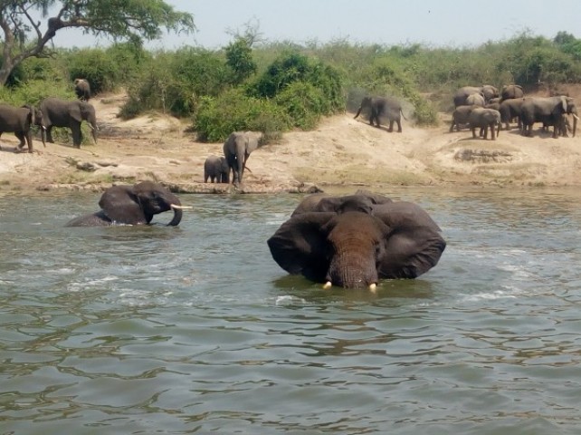 7 Day Uganda Safari…