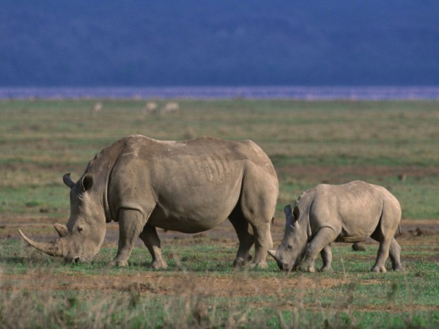 Safaris 6 Days Serengeti,…