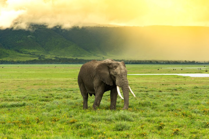 Ngorongoro Crater Day…