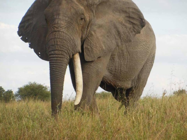 Safaris 2 Days Tarangire…