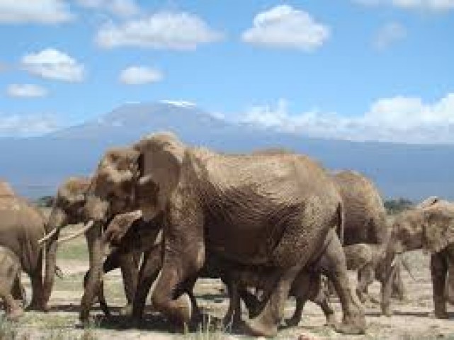 Amboseli-National-Park-Tsavo-7-days