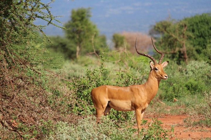 4 Days Masai Mara –…